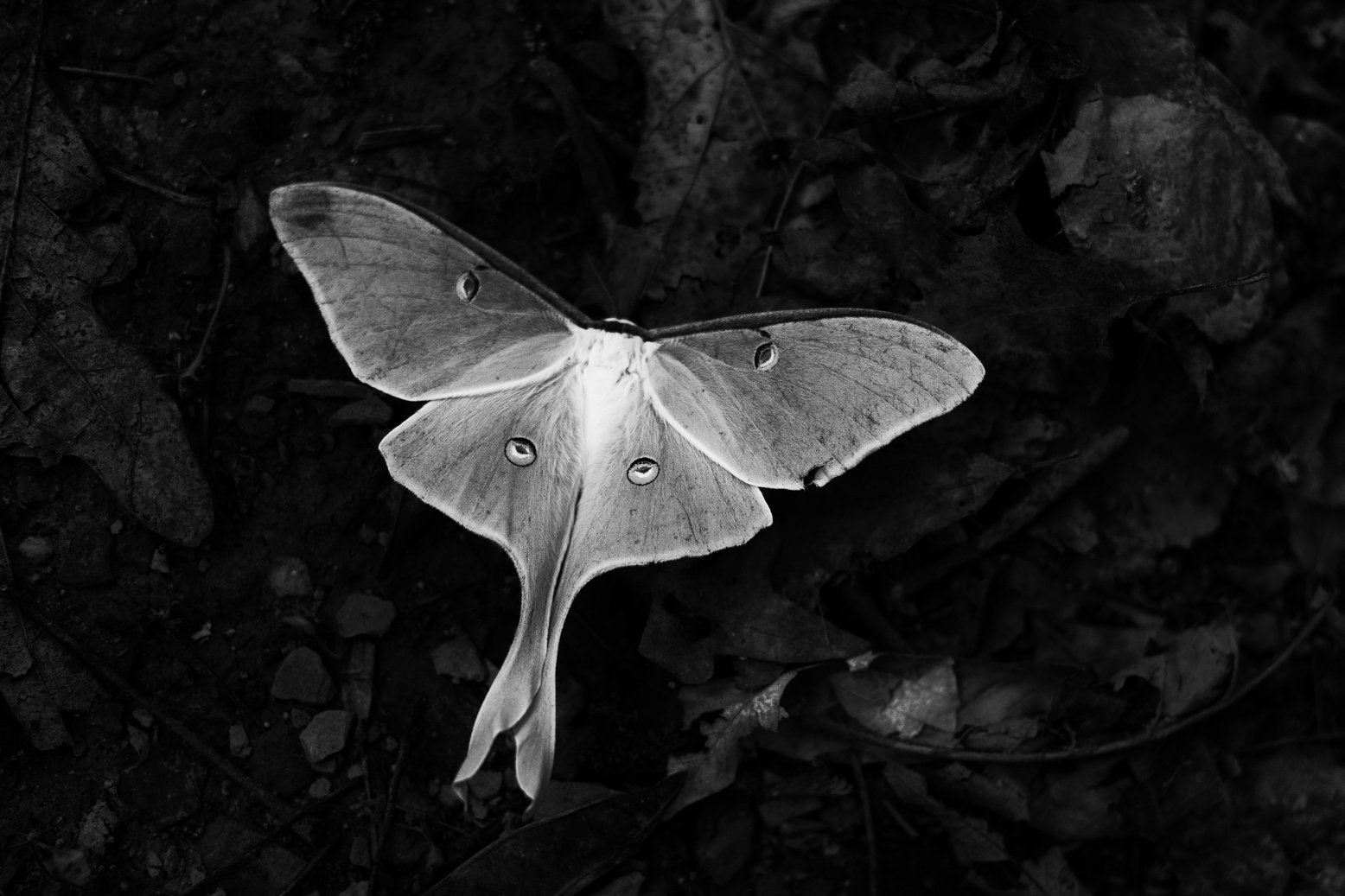 luna moth